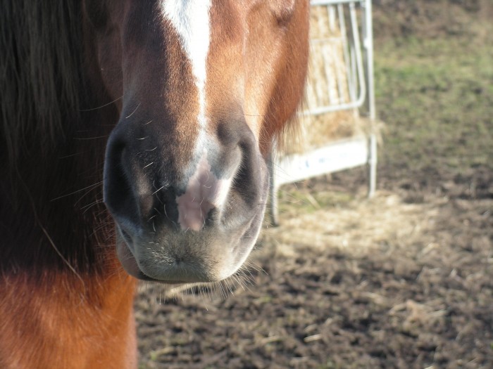 Photo de profil de unicorne