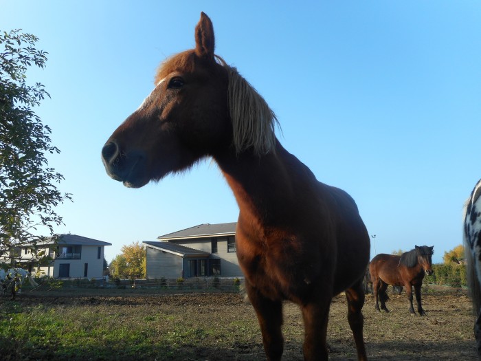 Photo de profil de un_poney_fjord