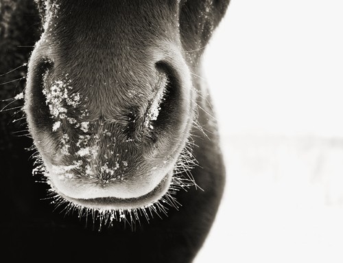 Photo de profil de whorse17