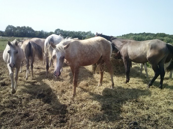 Photo de profil de adadalila