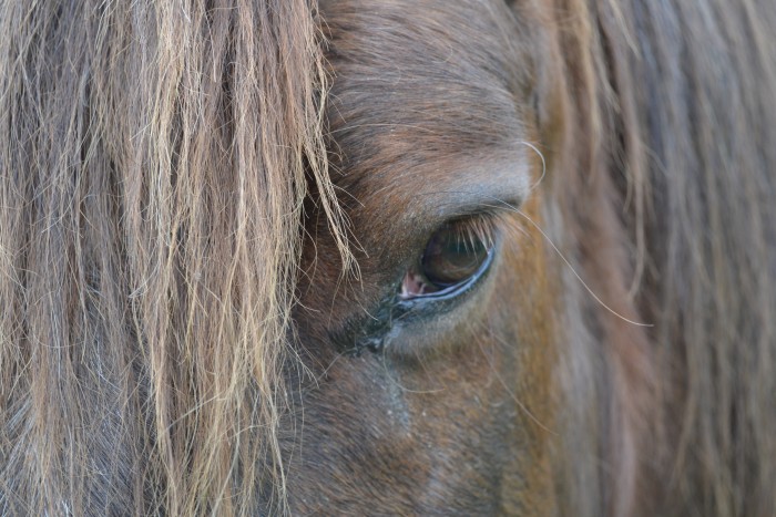Photo de profil de alocheval