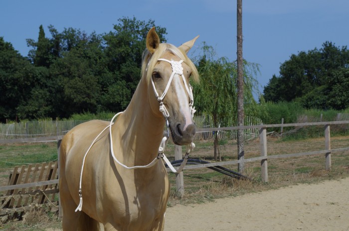Photo de profil de alysse66
