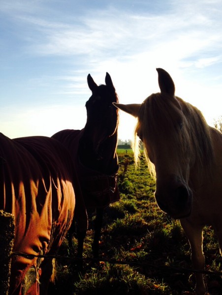 Photo de profil de aribullstar