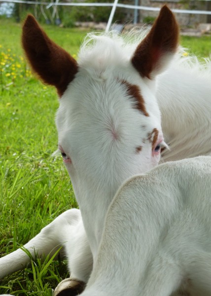 Photo de profil de auchevalnaturel