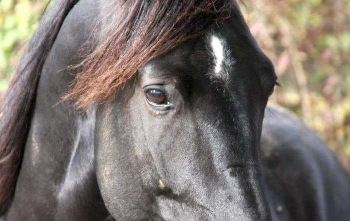 Photo de profil de aurelia34lina