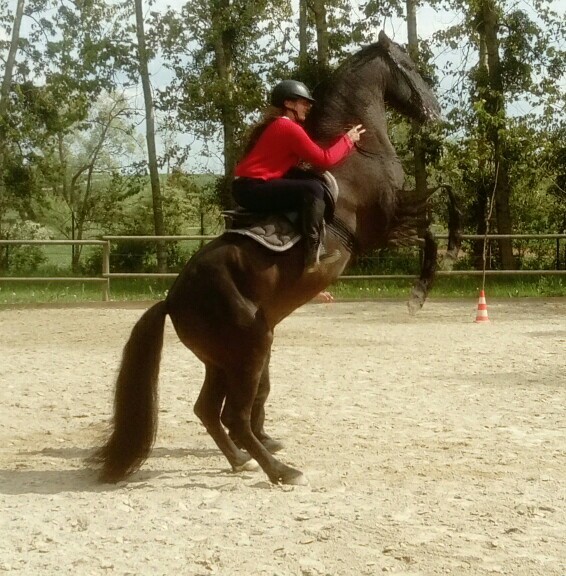 Photo de profil de a.v_equine