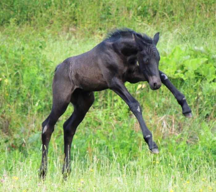 Photo de profil de blackpearle