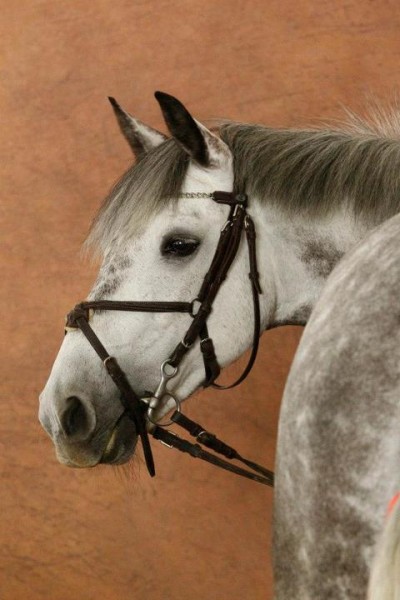 Photo de profil de camillepommedor