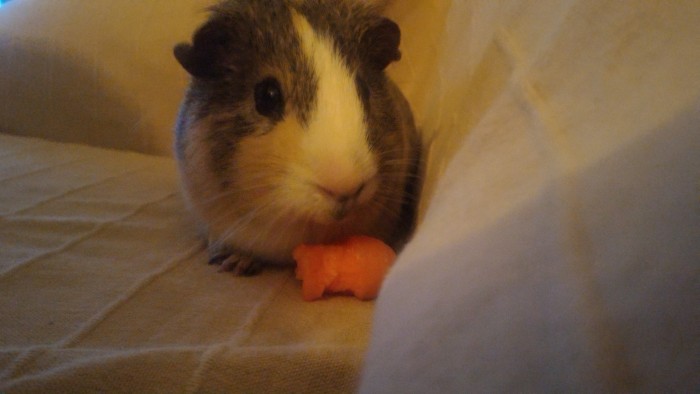 Photo de profil de candicebi