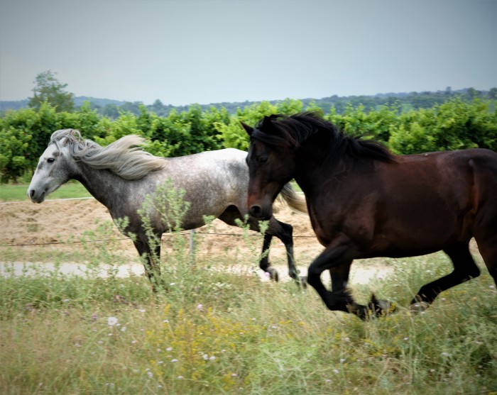 Photo de profil de caval30