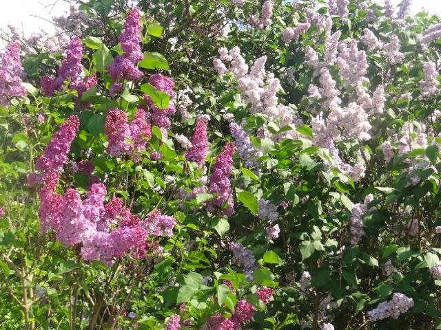 Photo de profil de cecile.cc