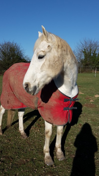 Photo de profil de celiahorses