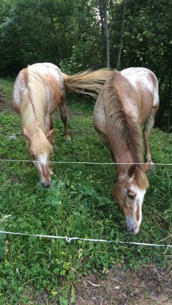 Photo de profil de cheval73