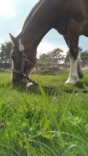 Photo de profil de chevalalzan