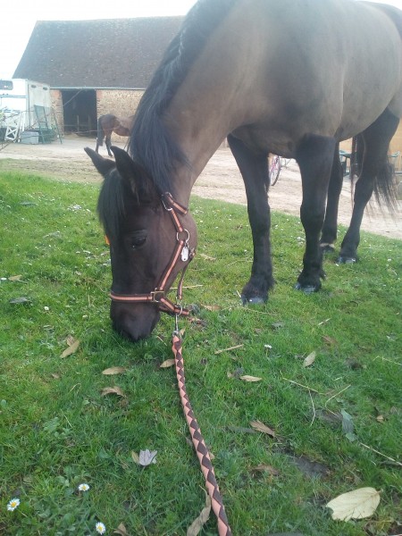 Photo de profil de cheval_and_co
