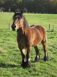 Photo de profil de cheval.histoire