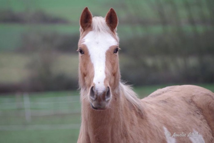 Photo de profil de cheval_quietude