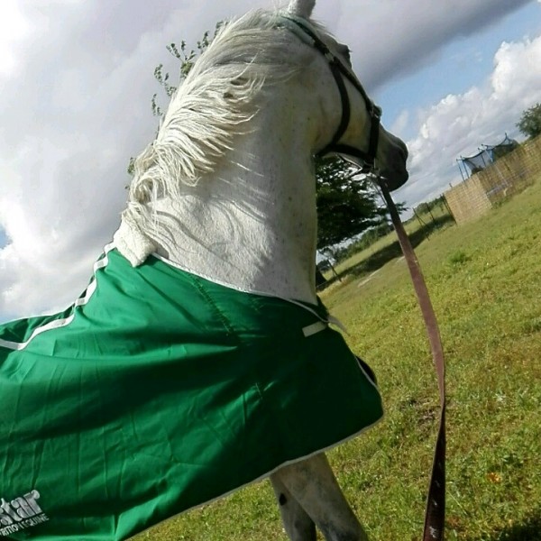 Photo de profil de chevauxponey