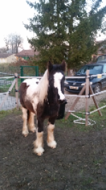 Photo de profil de chivarox