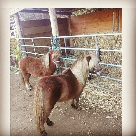 Photo de profil de chou_bambi