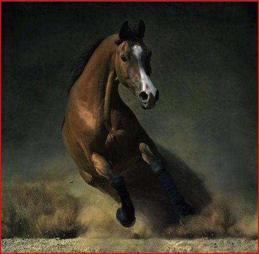 Photo de profil de clem.equitation