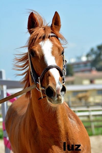 Photo de profil de coeurdecourse06