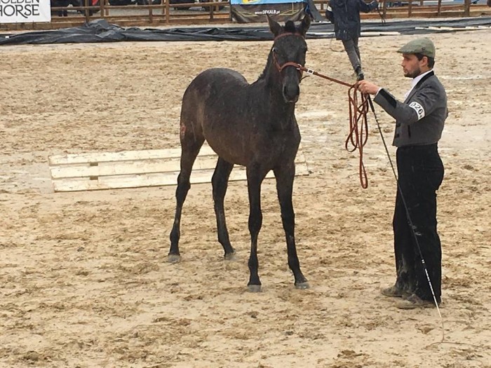 Photo de profil de coudelariajoao