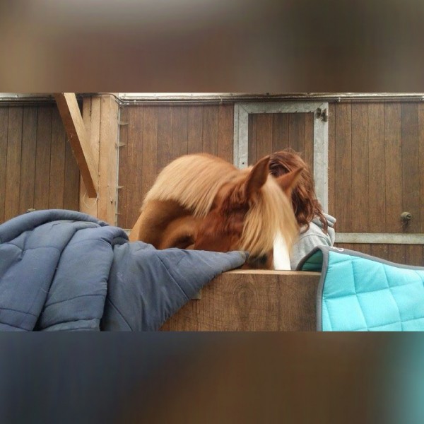 Photo de profil de cynago