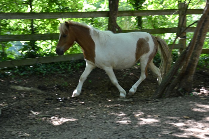 Photo de profil de dedecalvados