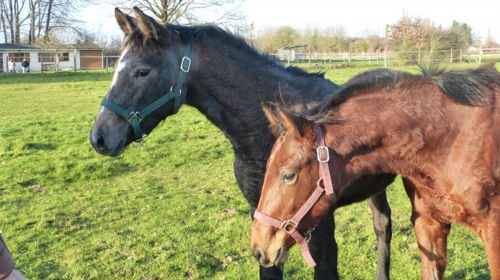 Photo de profil de elevagemeara