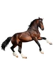 Photo de profil de elisa.78