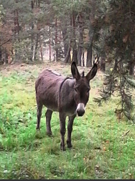 Photo de profil de elisoum