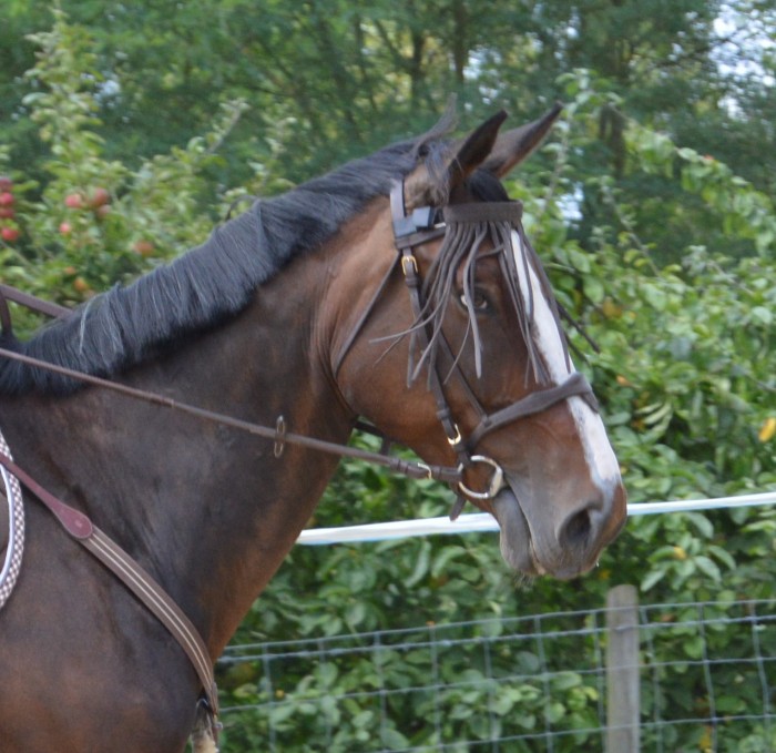 Photo de profil de elolahalle