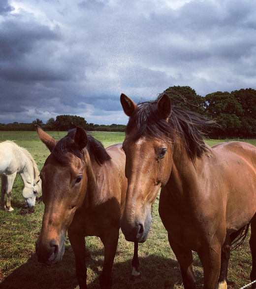 Photo de profil de equine_pictures