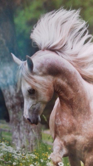 Photo de profil de esprit_cheval