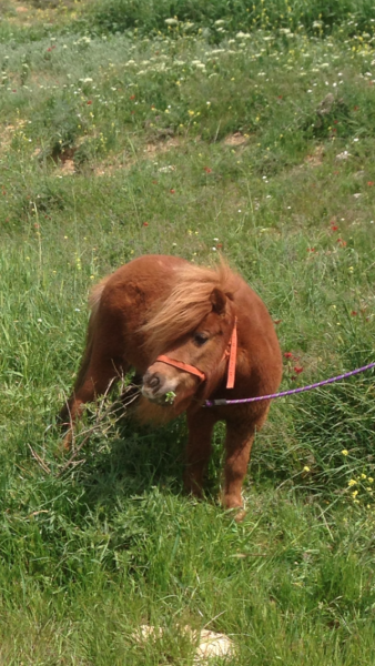 Photo de profil de falha