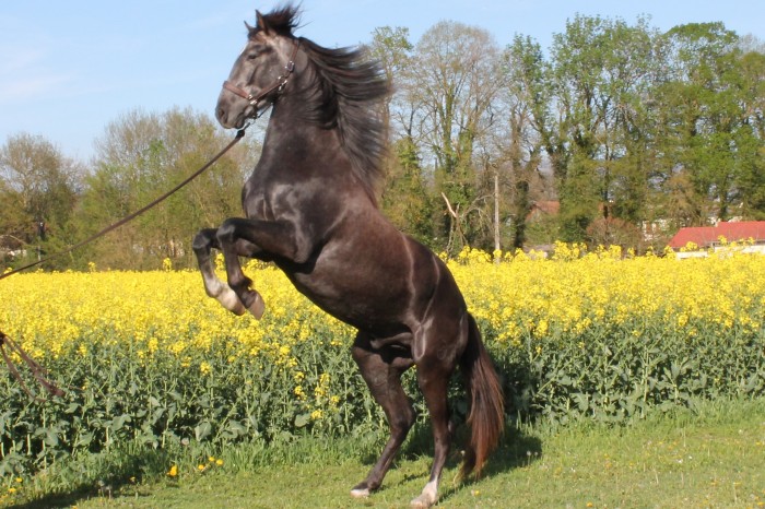 Photo de profil de fesdesbalmes