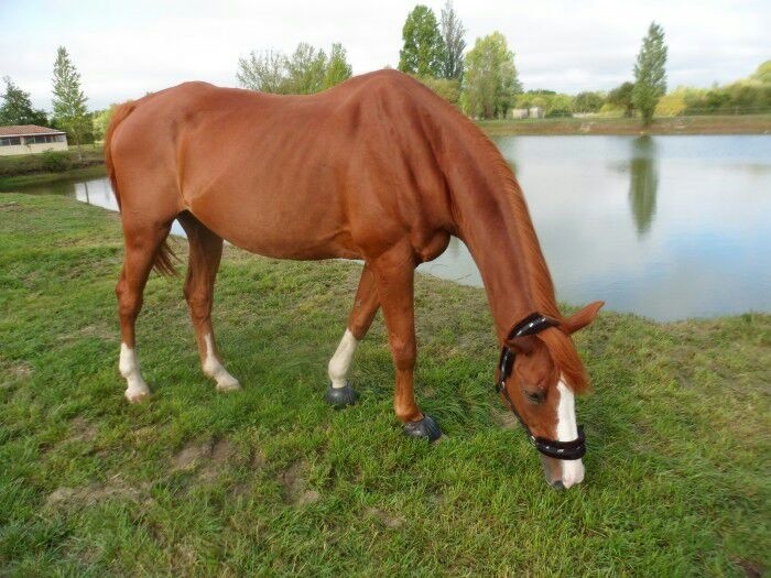 Photo de profil de french_rider