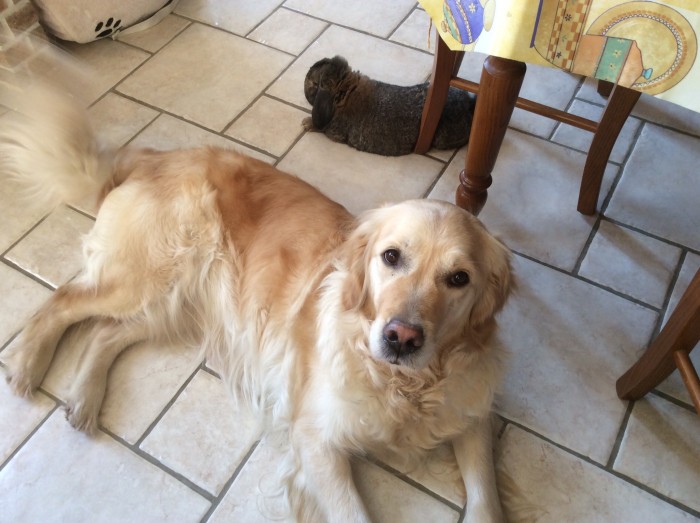 Photo de profil de fripouille97