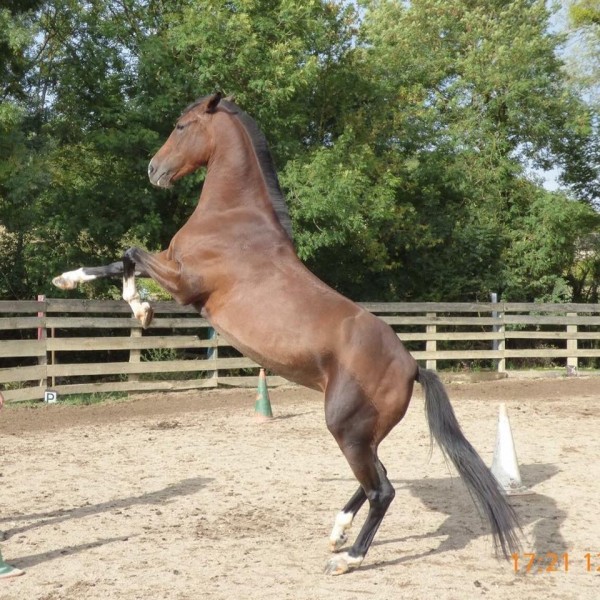 Photo de profil de gabytoprider230