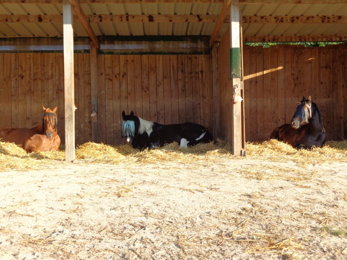 Photo de profil de galadriel