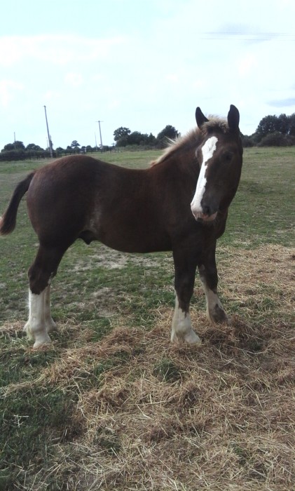 Photo de profil de gbellier