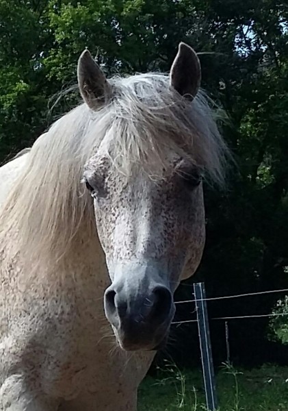 Photo de profil de glopi