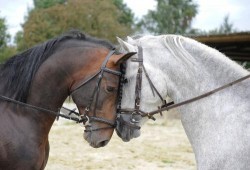 Photo de profil de happy_horse