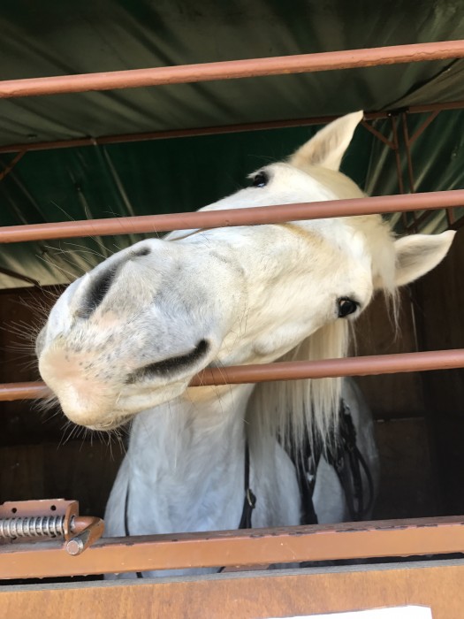 Photo de profil de hhhorsse30