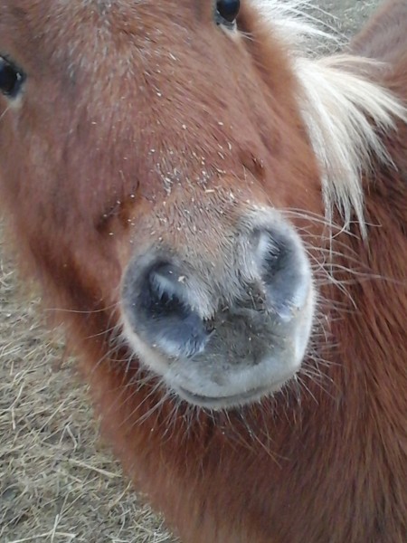 Photo de profil de hippochamps