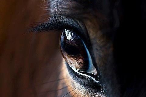 Photo de profil de horse.beautiful