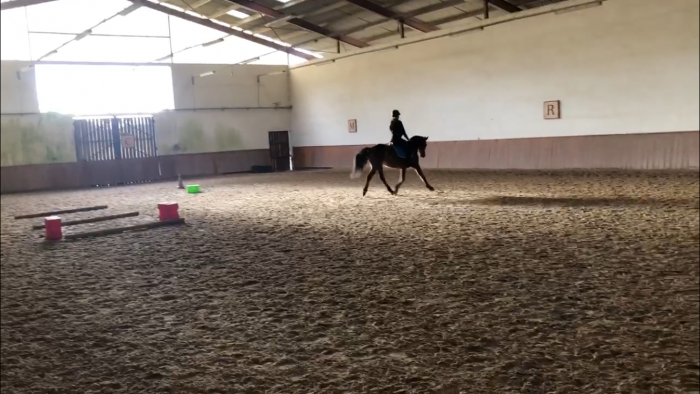 Photo de profil de horsemaeva
