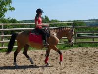 Horsezz