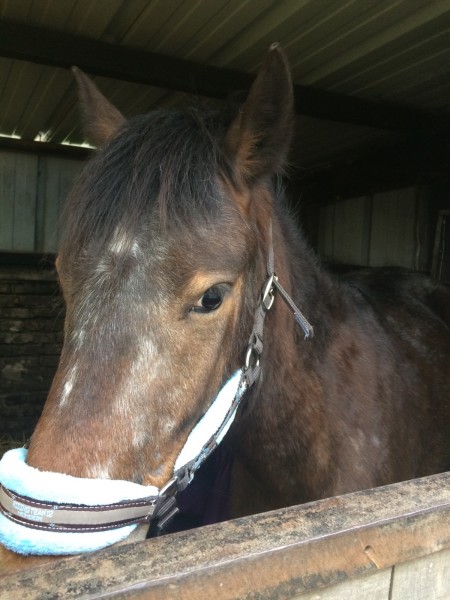 Photo de profil de horsy.33